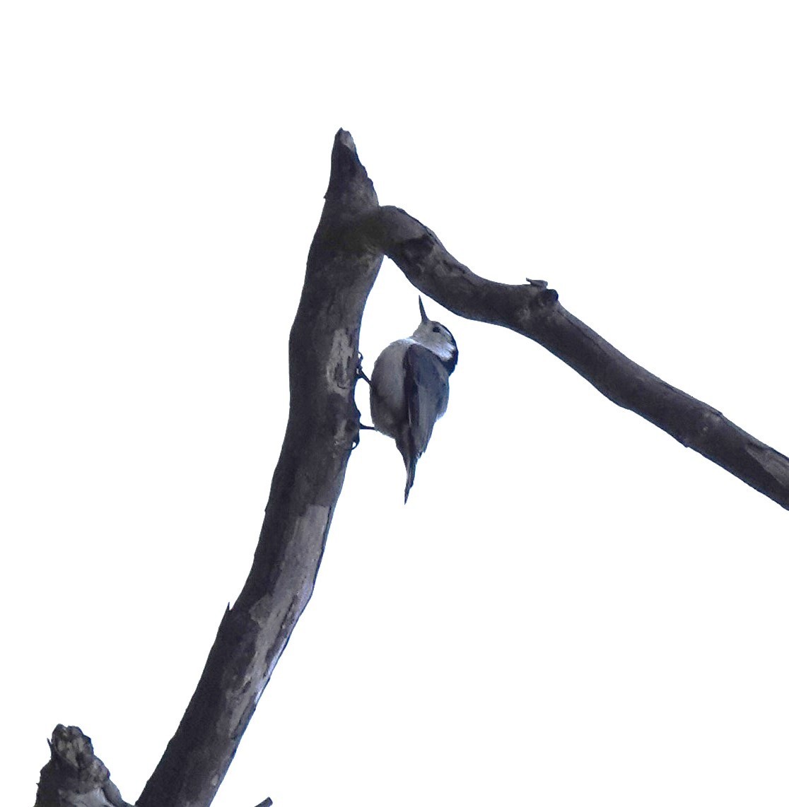 White-breasted Nuthatch - ML616392628