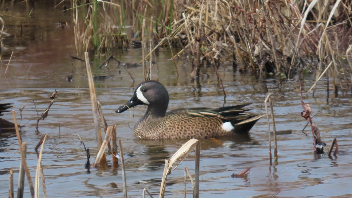 Blue-winged Teal - ML616392643