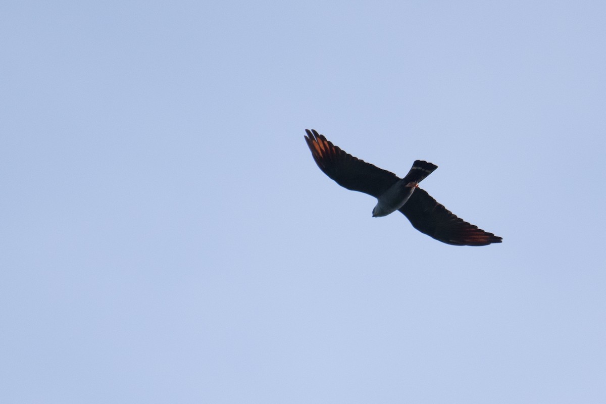 Plumbeous Kite - ML616392769