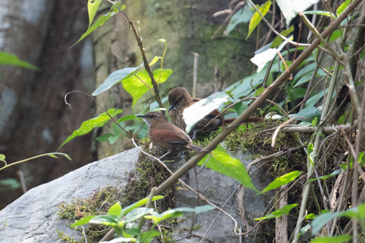 Stripe-breasted Spinetail - ML616392921