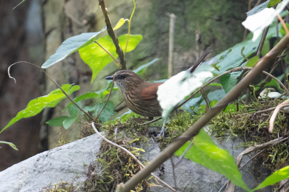 Stripe-breasted Spinetail - ML616392925