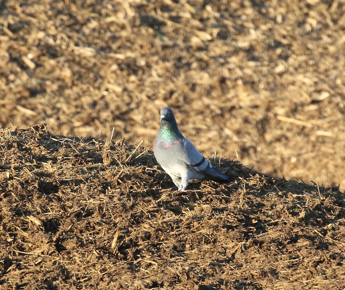 Rock Pigeon (Feral Pigeon) - ML616393078