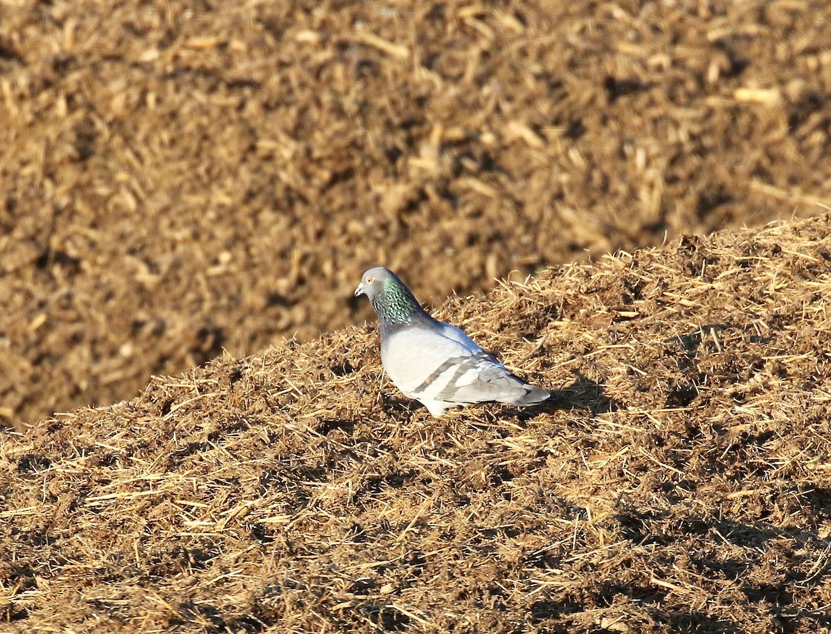 Rock Pigeon (Feral Pigeon) - ML616393079