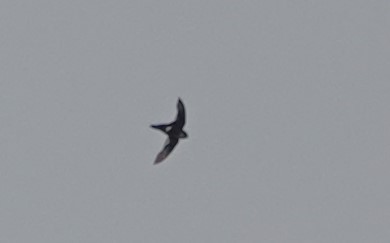 White-tipped Swift - Peter Blancher