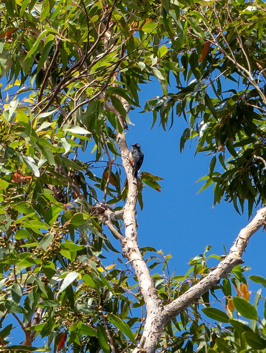 Puerto Rican Woodpecker - ML616393335