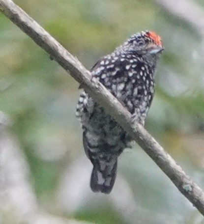Speckle-chested Piculet - ML616393376
