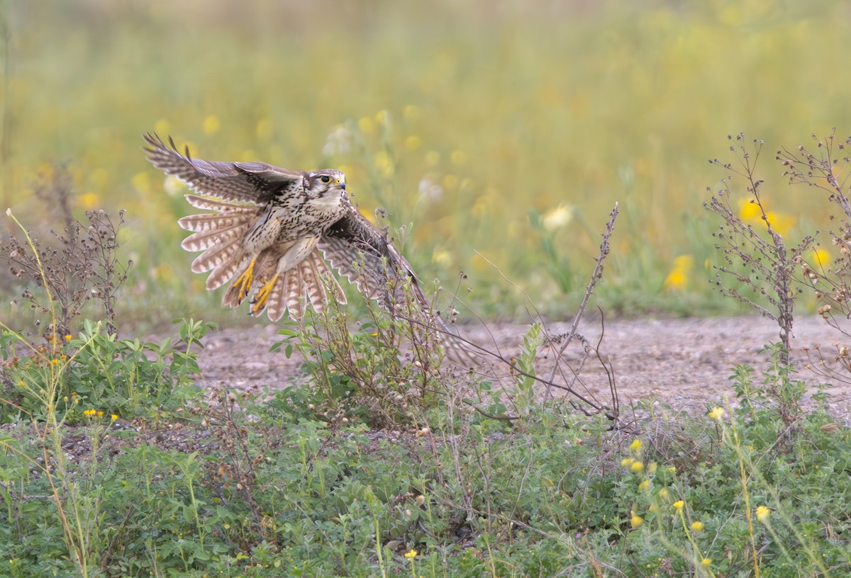 Prairie Falcon - Braxton Landsman
