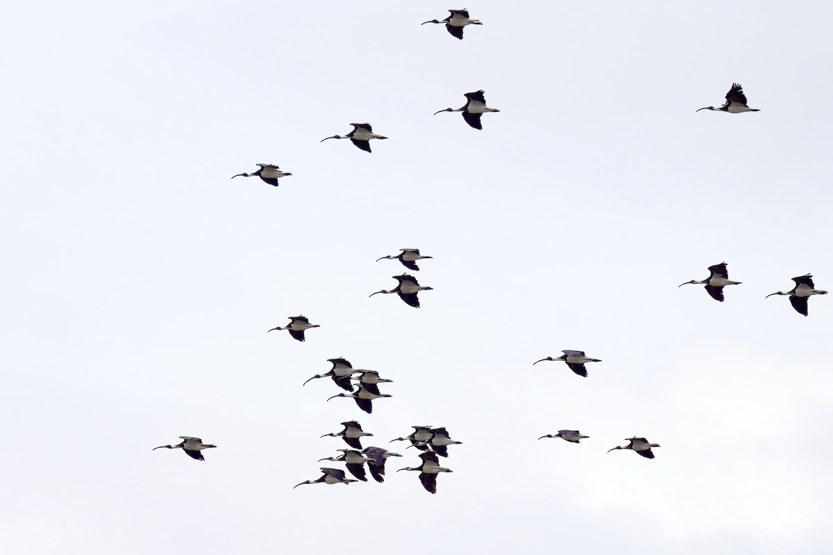 ibis slámokrký - ML616393927