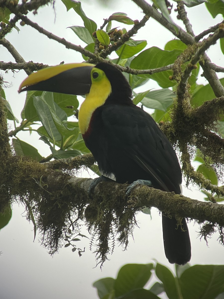 Yellow-throated Toucan (Chestnut-mandibled) - ML616393941