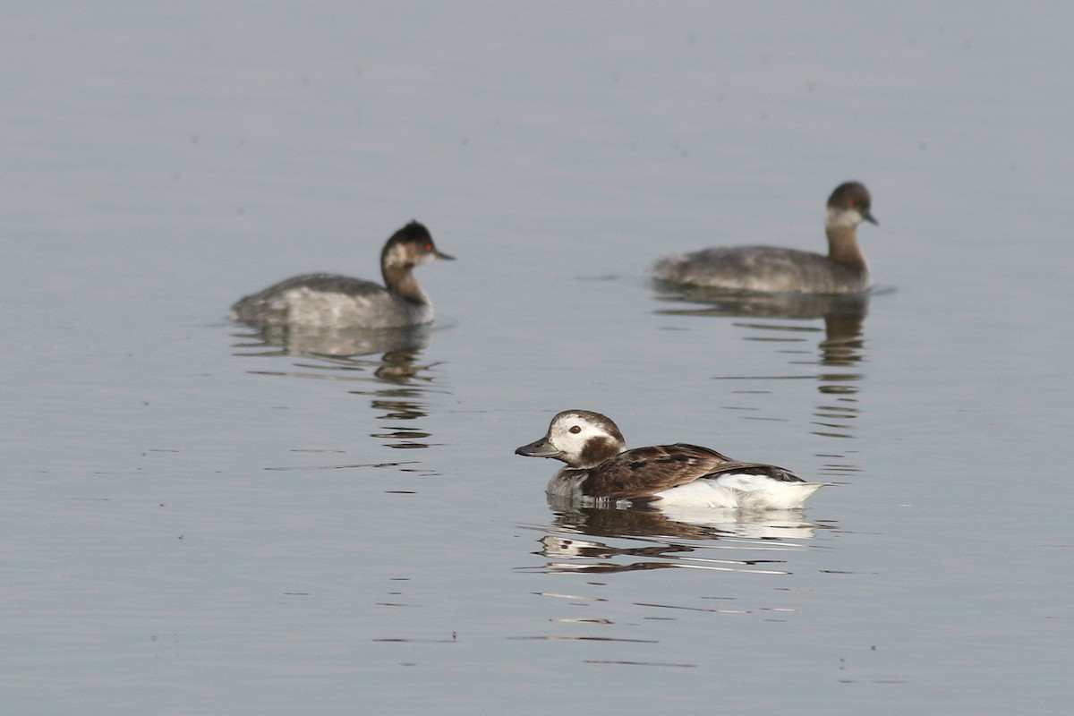 Long-tailed Duck - ML616394005