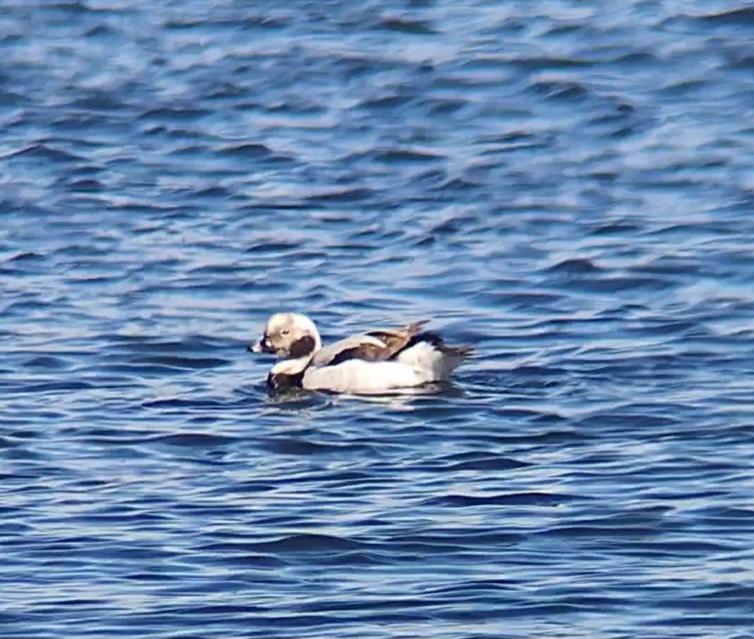 Long-tailed Duck - ML616394040
