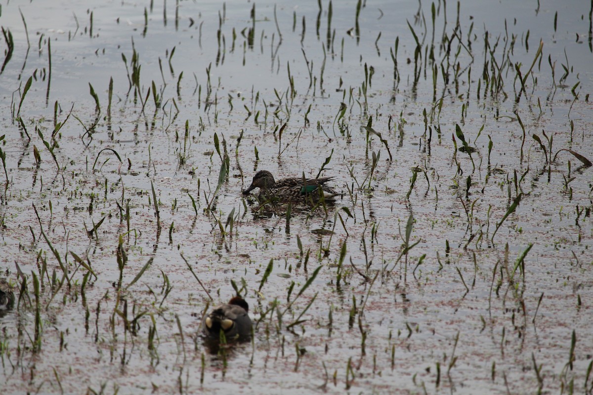Green-winged Teal - ML616394103