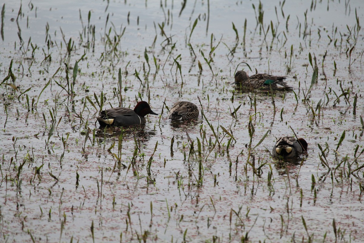 Green-winged Teal - ML616394106