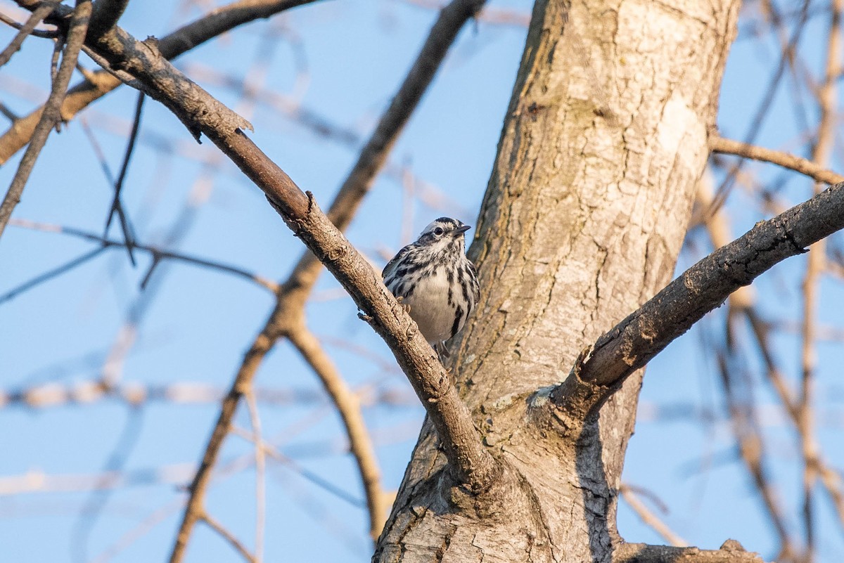 Black-and-white Warbler - ML616394170