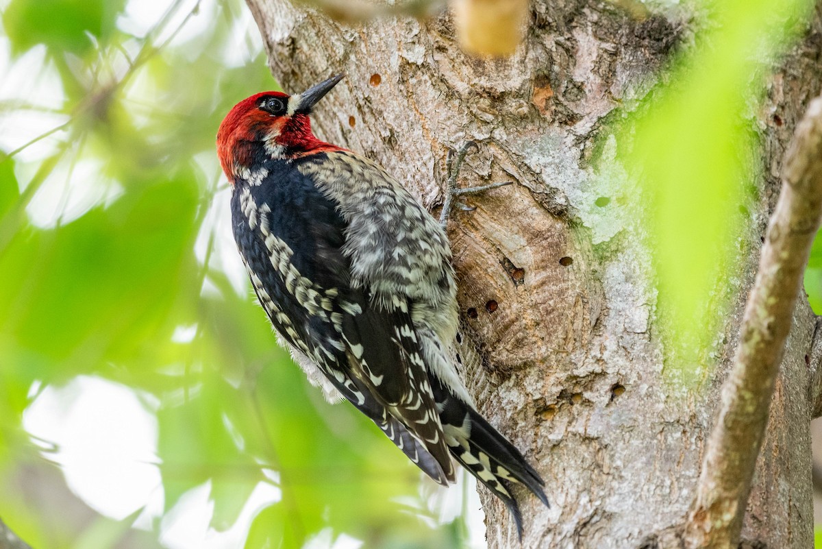 Red-breasted Sapsucker - ML616394285
