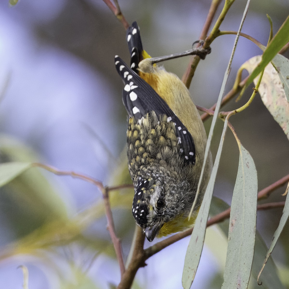 Spotted Pardalote - ML616394300