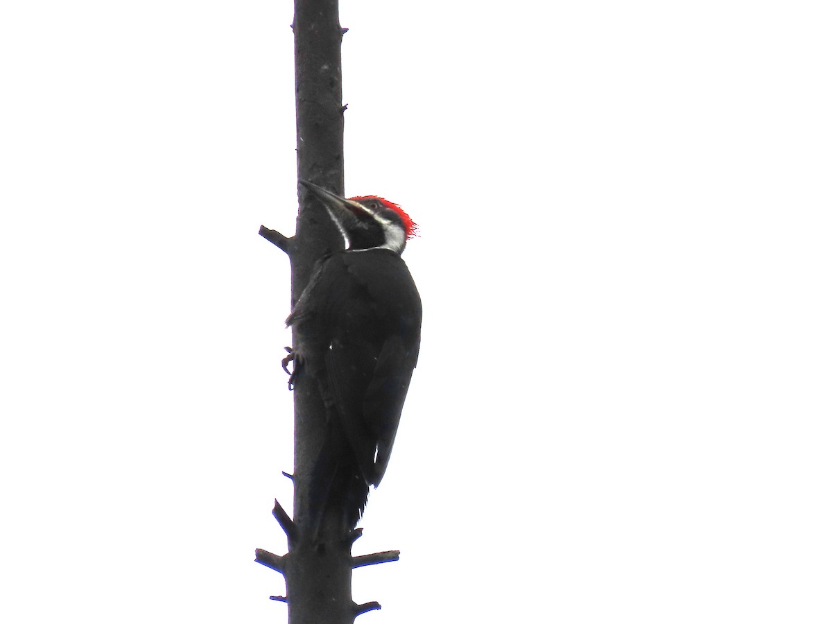 Pileated Woodpecker - ML616394423