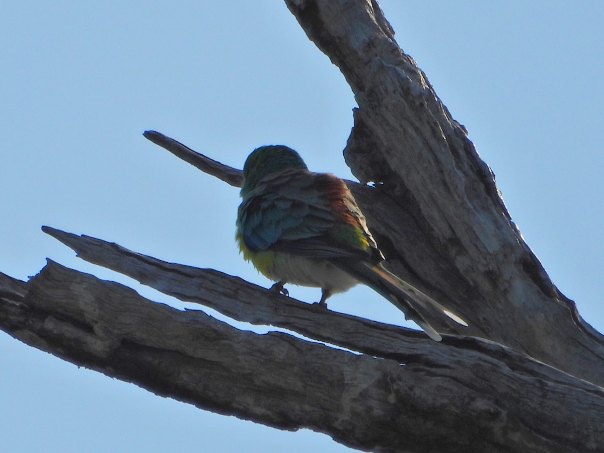 Red-rumped Parrot - ML616394591