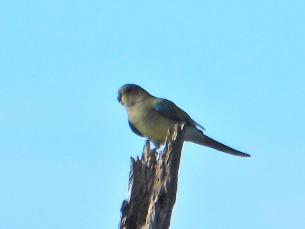 Red-rumped Parrot - ML616394598
