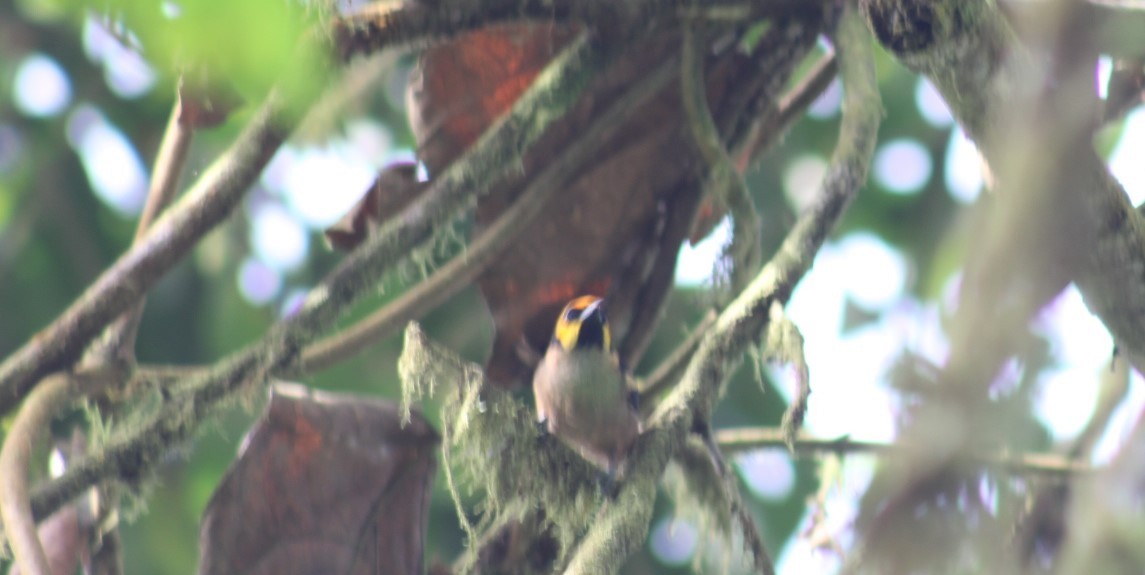 Flame-faced Tanager - javier lopez