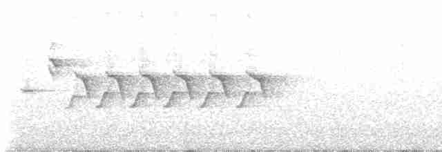 Mosquitero de Selayar (forma no descrita) - ML616394735