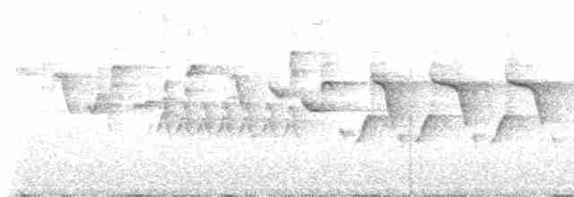 Mosquitero de Selayar (forma no descrita) - ML616394736