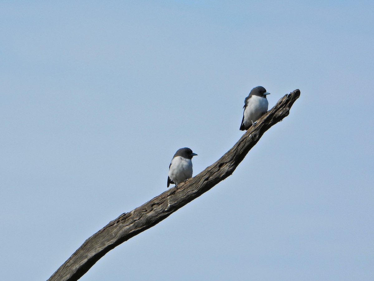White-breasted Woodswallow - ML616394763