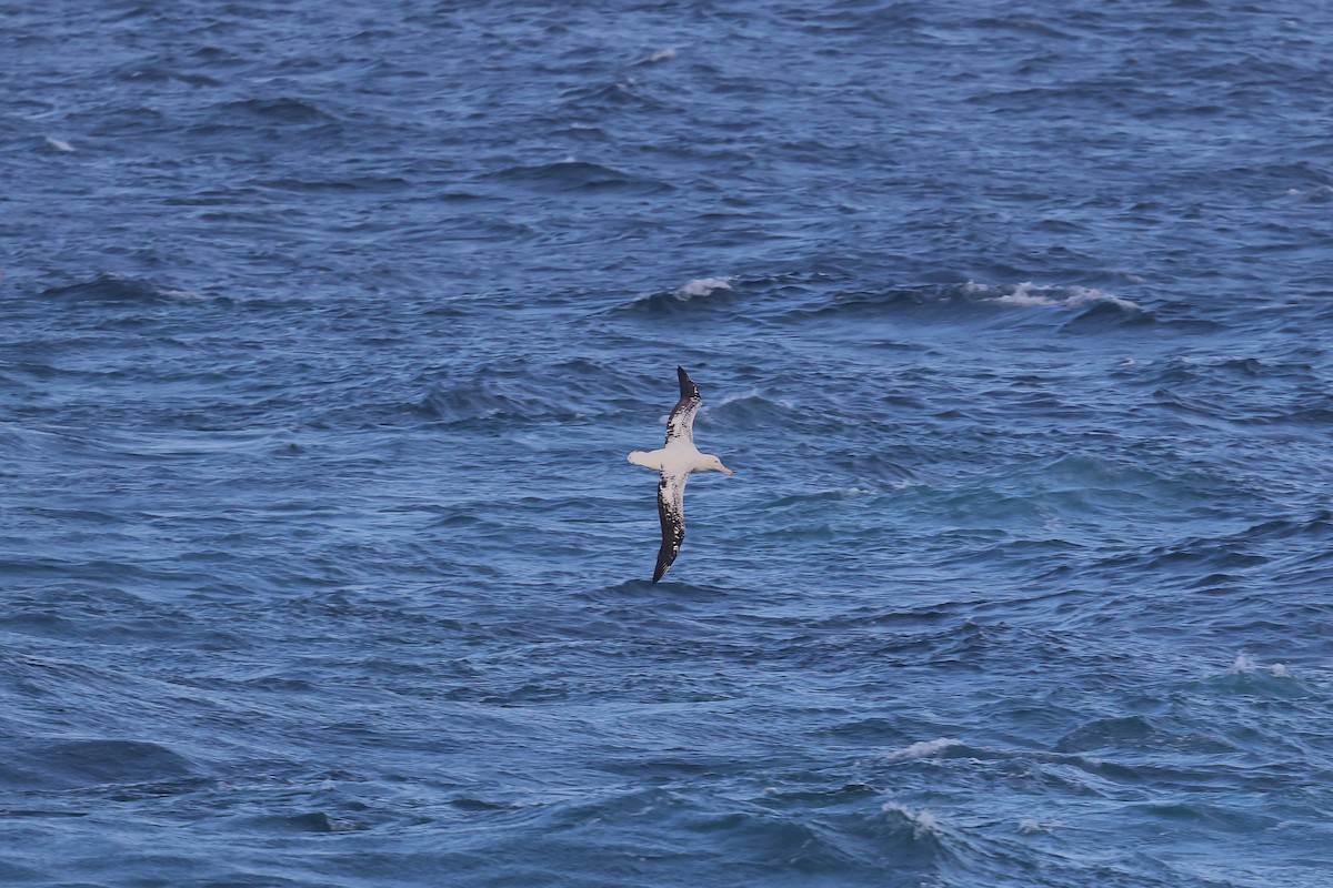 Albatros hurleur, A. de Tristan da Cunha ou A. des Antipodes - ML616394838