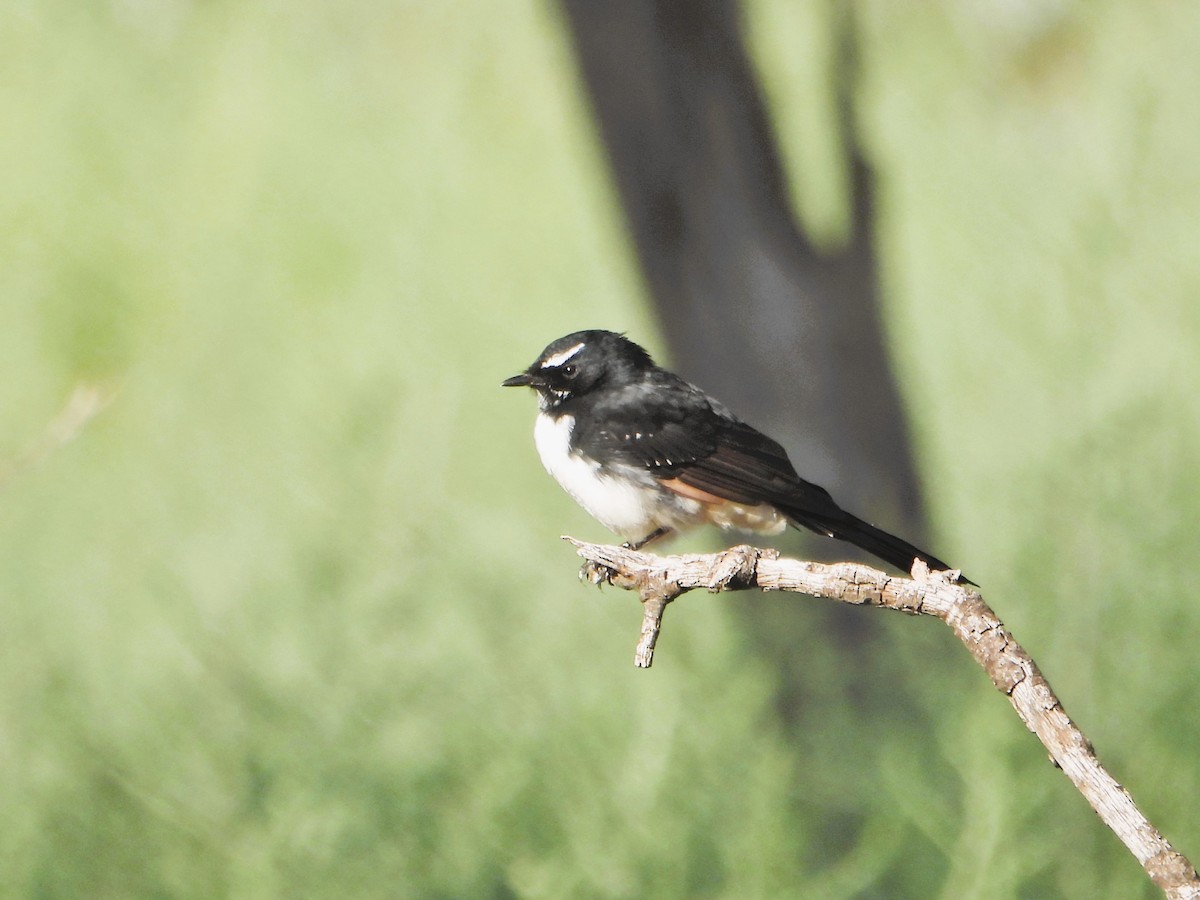 Willie-wagtail - ML616394943