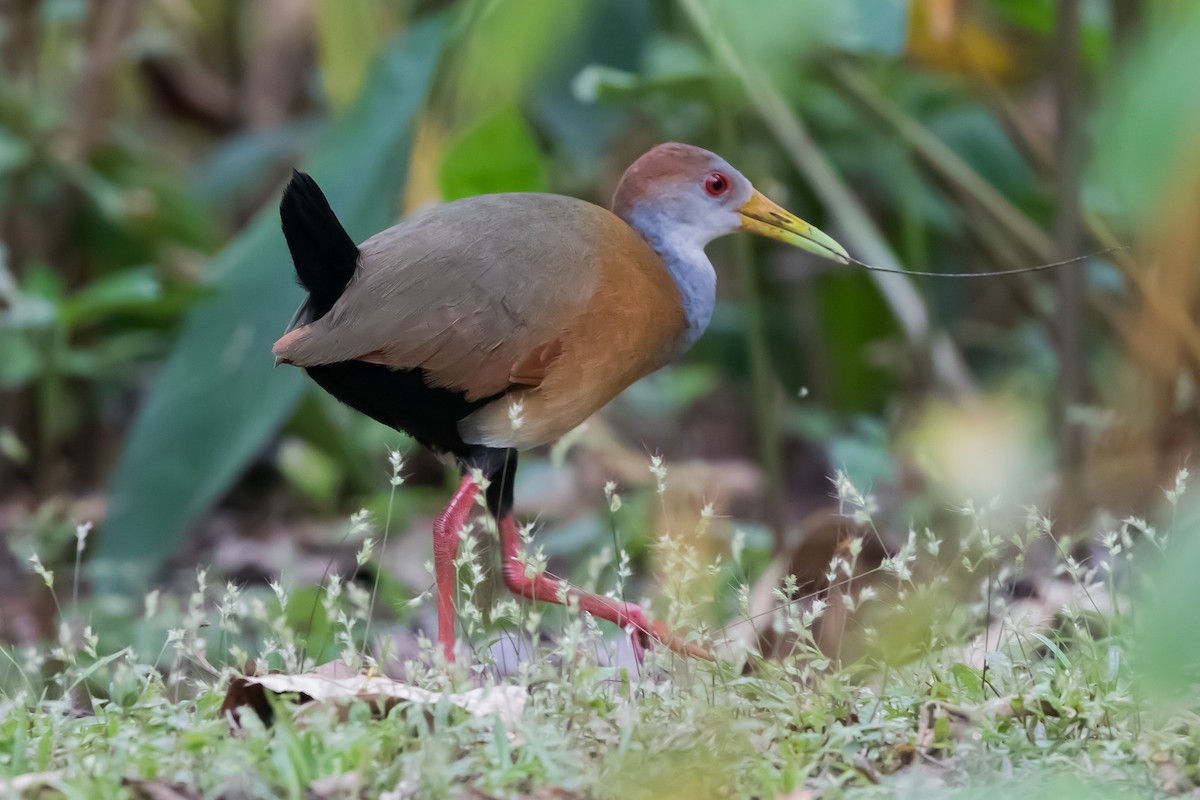 Russet-naped Wood-Rail - Victor Gamez