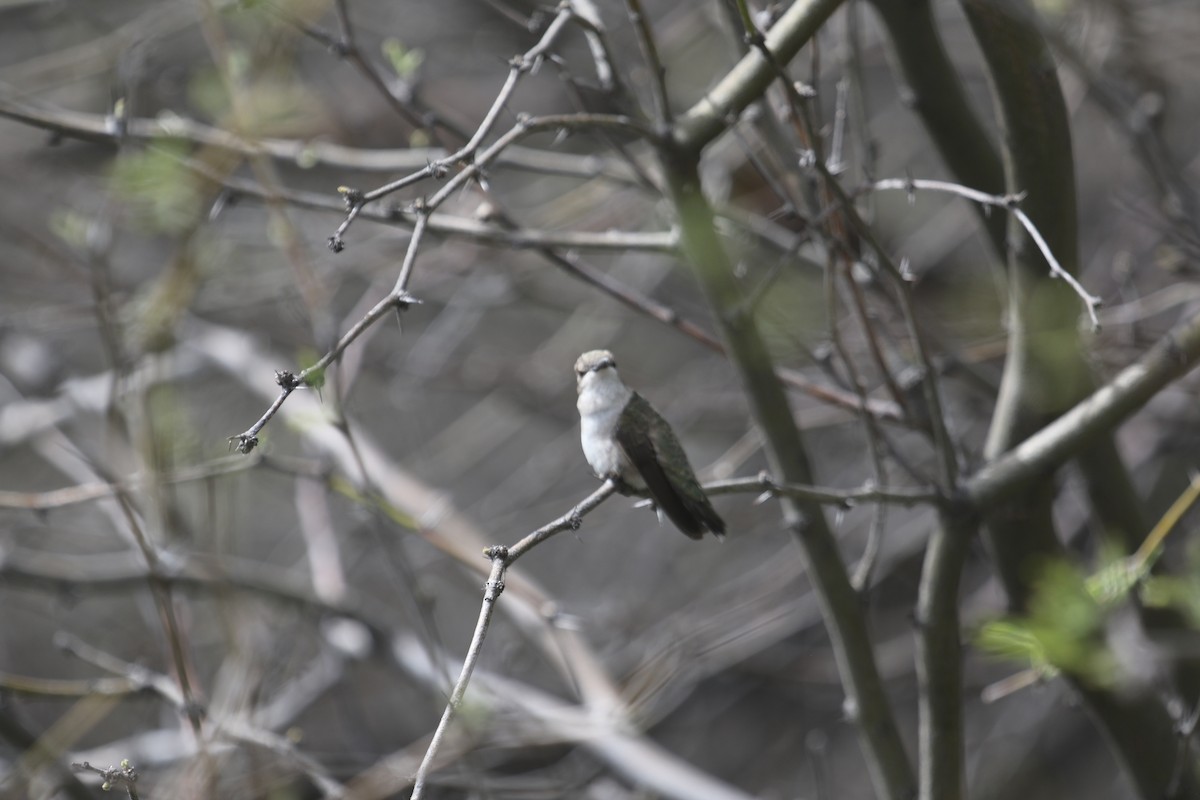 Costa's Hummingbird - ML616395119