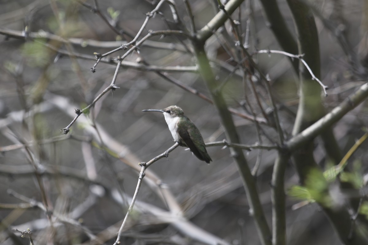Costa's Hummingbird - ML616395120