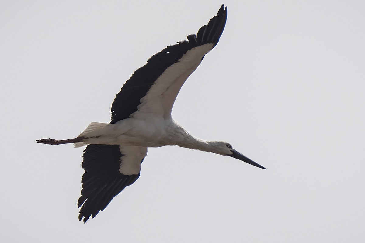 Oriental Stork - Phillip K