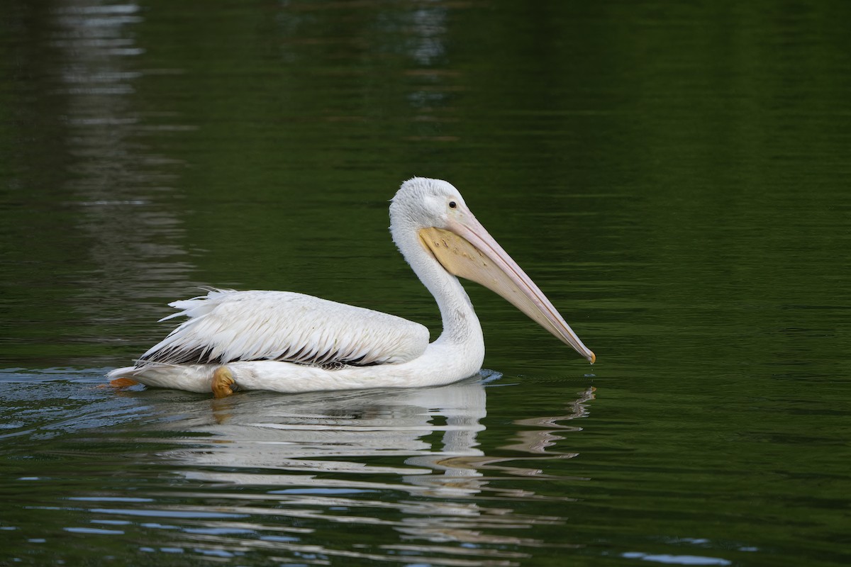 pelikán severoamerický - ML616395272