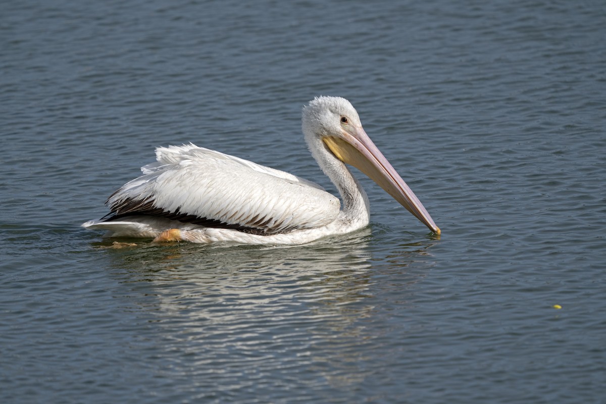 American White Pelican - Larry Master