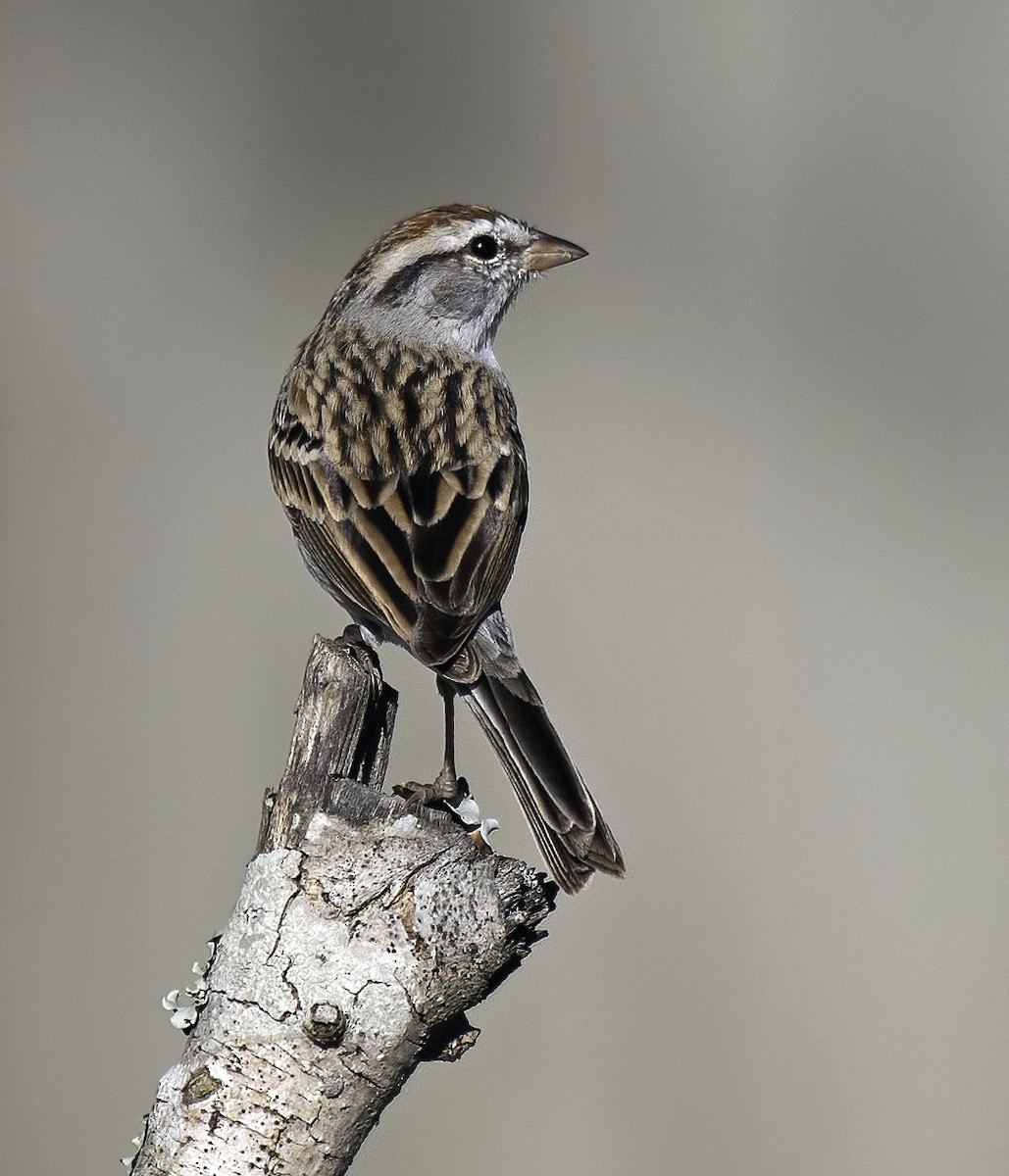 Chipping Sparrow - ML616395402