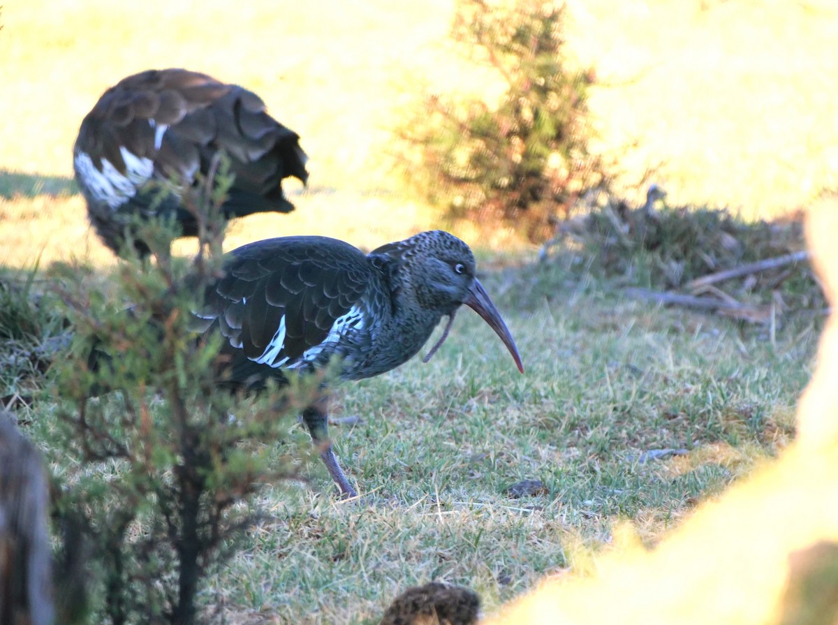ibis etiopský - ML616395414