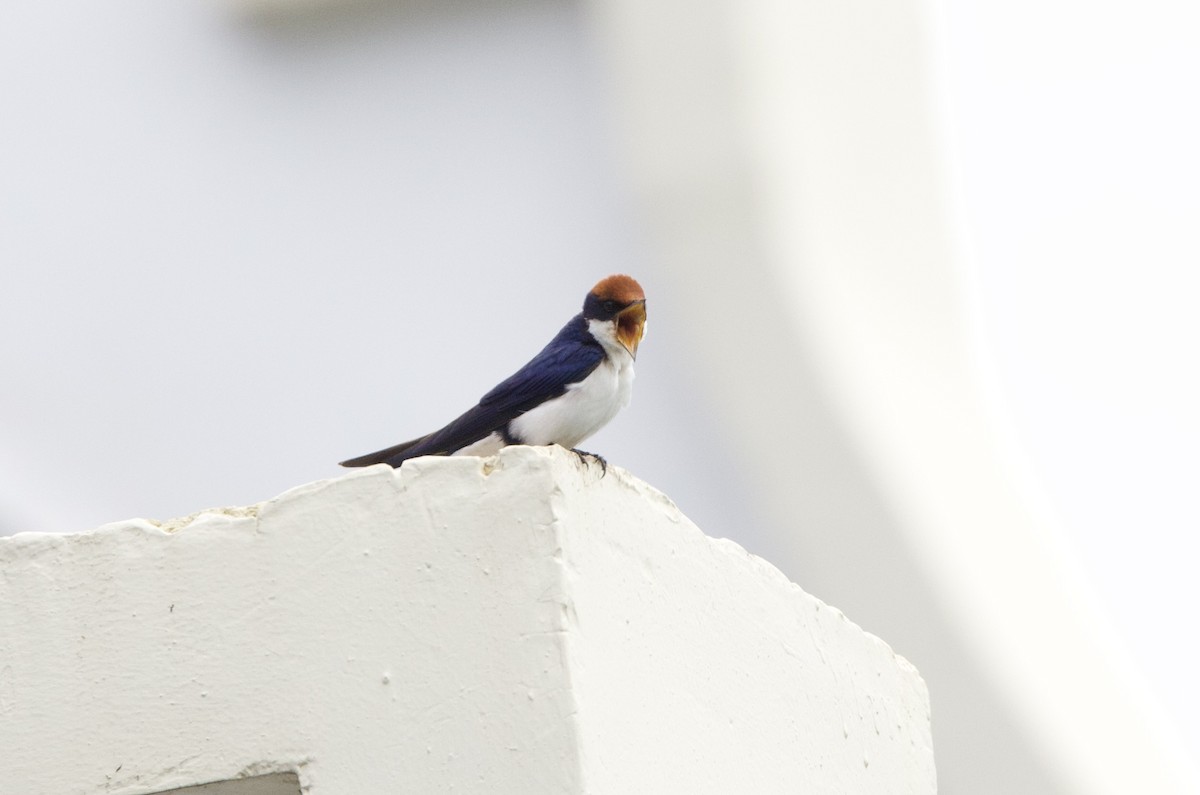 Wire-tailed Swallow - ML616395426