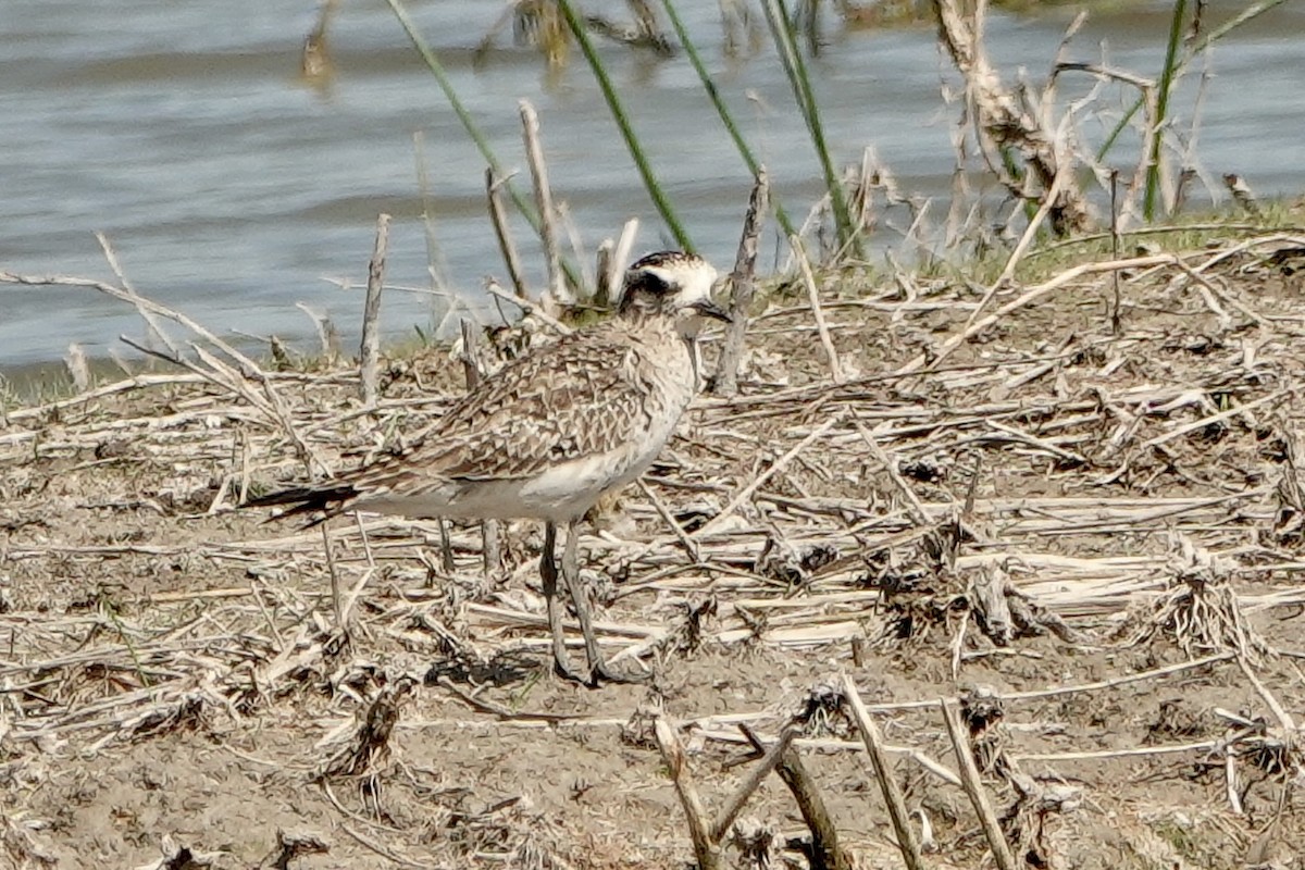 American Golden-Plover - Sara Griffith
