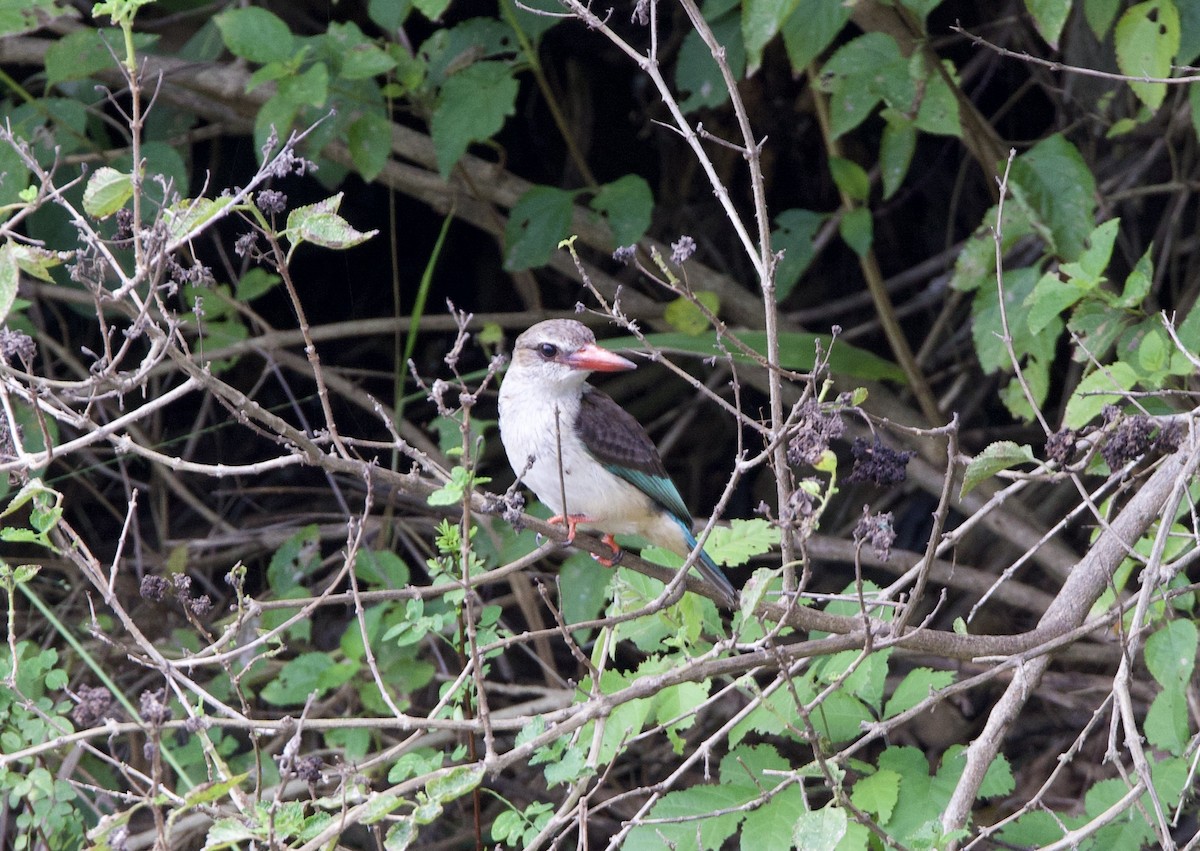 Gray-headed Kingfisher - ML616395475