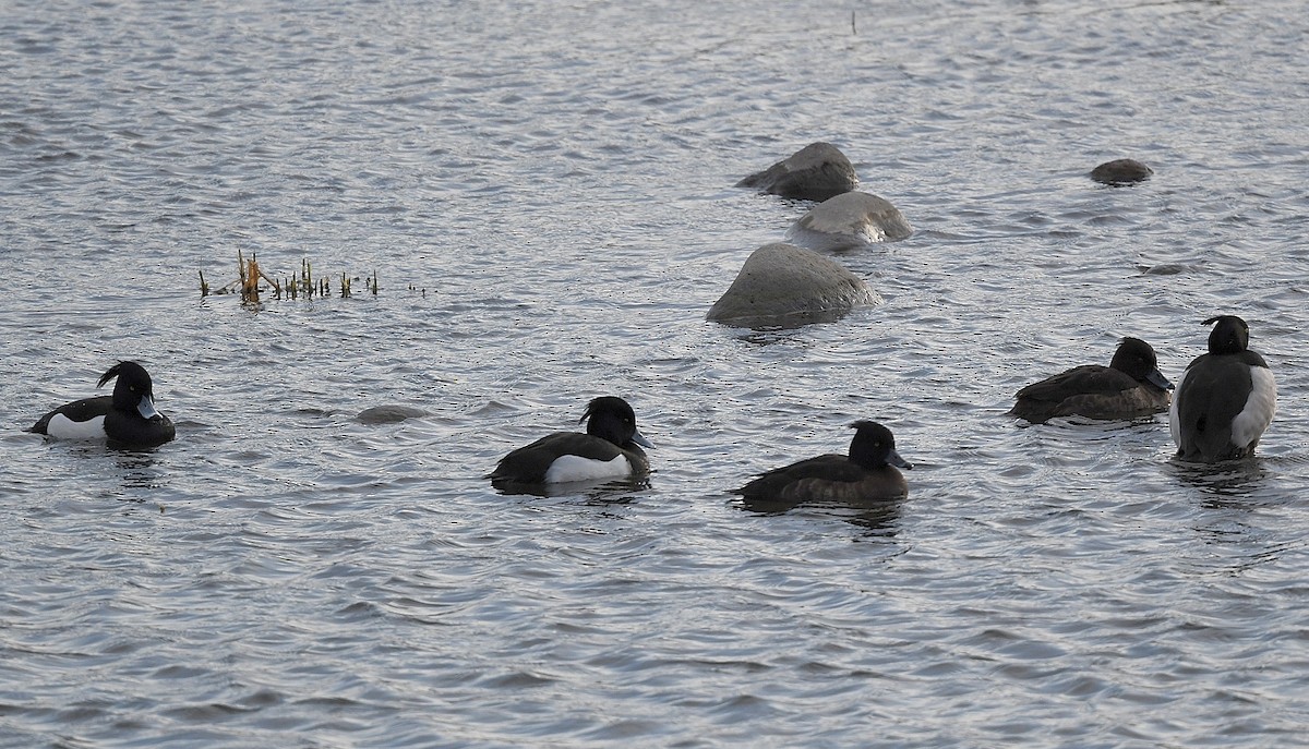 Tufted Duck - ML616395523