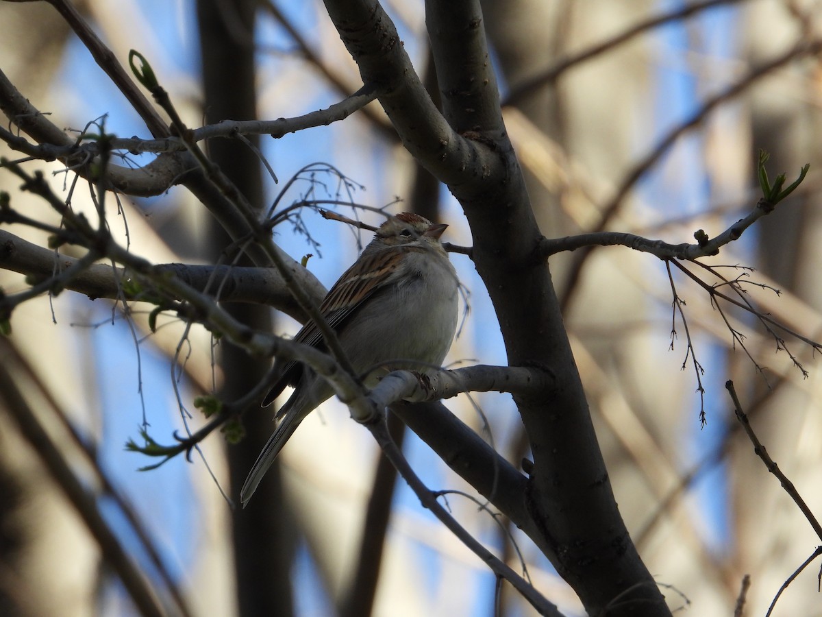 Chipping Sparrow - ML616395540