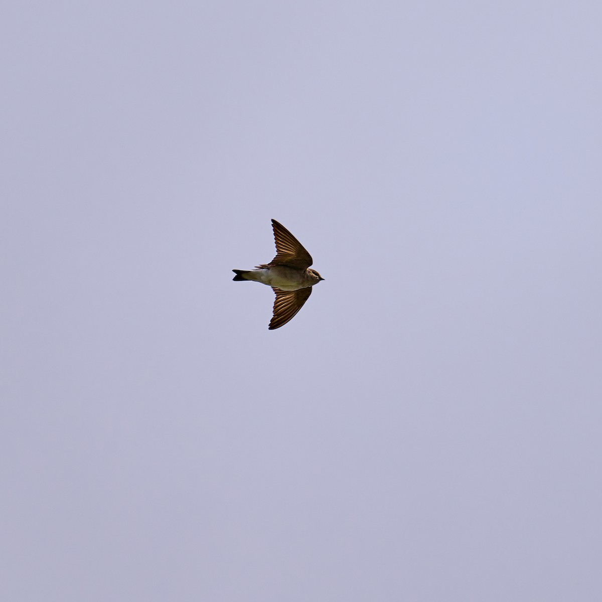 Northern Rough-winged Swallow - ML616395558