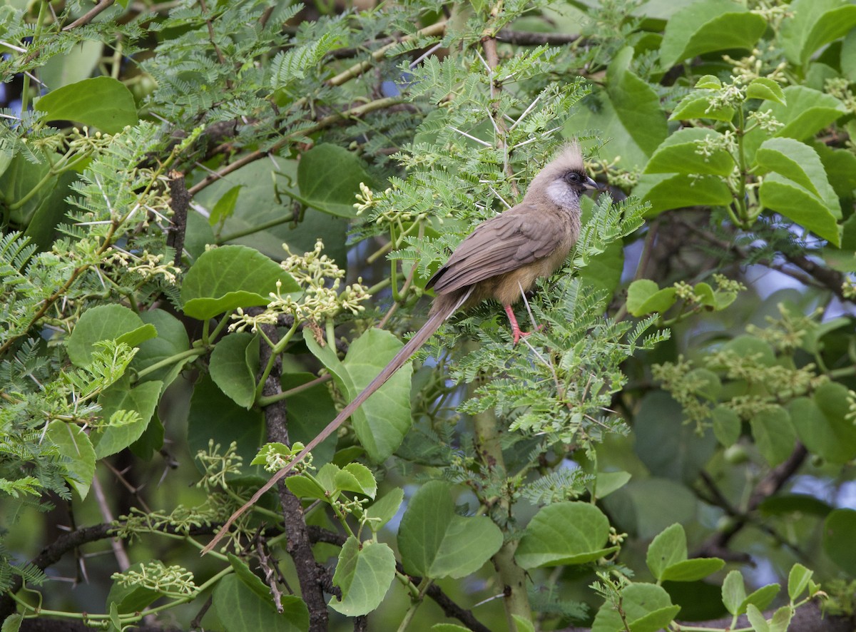 Speckled Mousebird - ML616395562