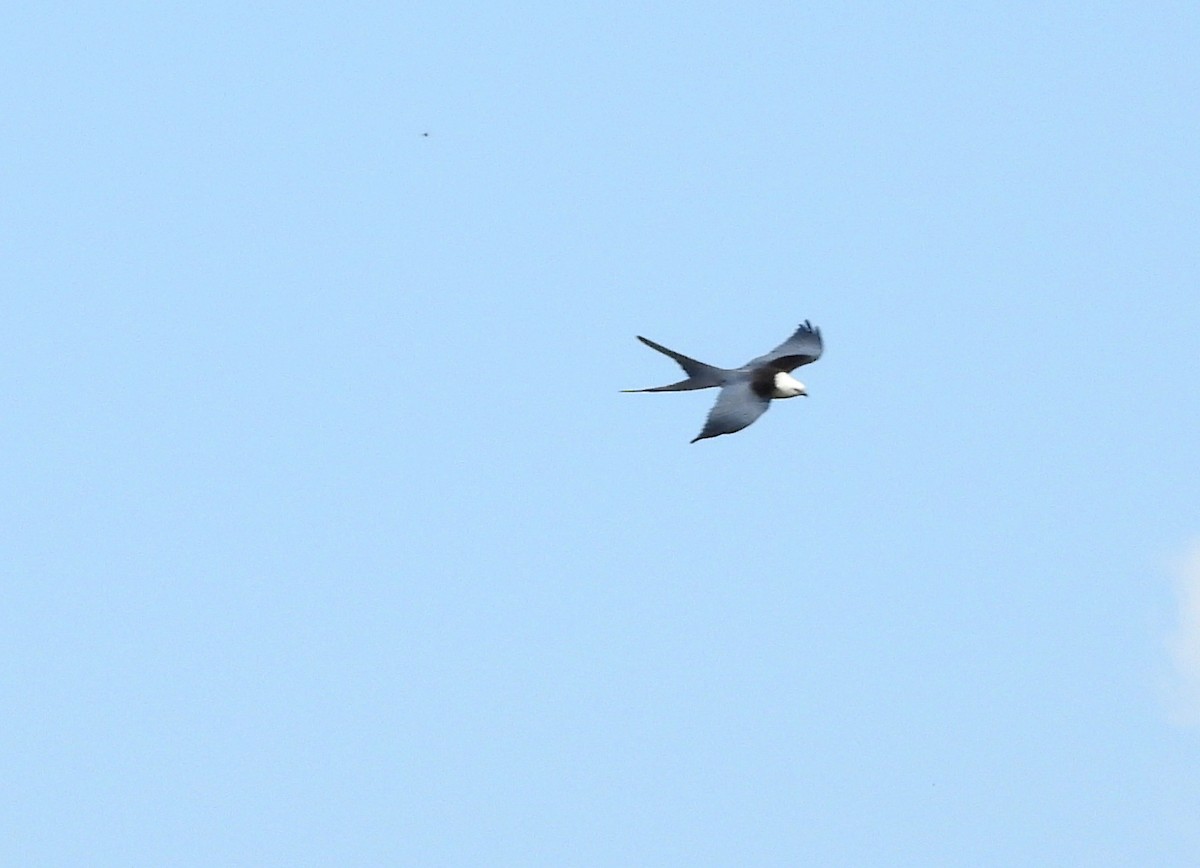 Swallow-tailed Kite - ML616395611