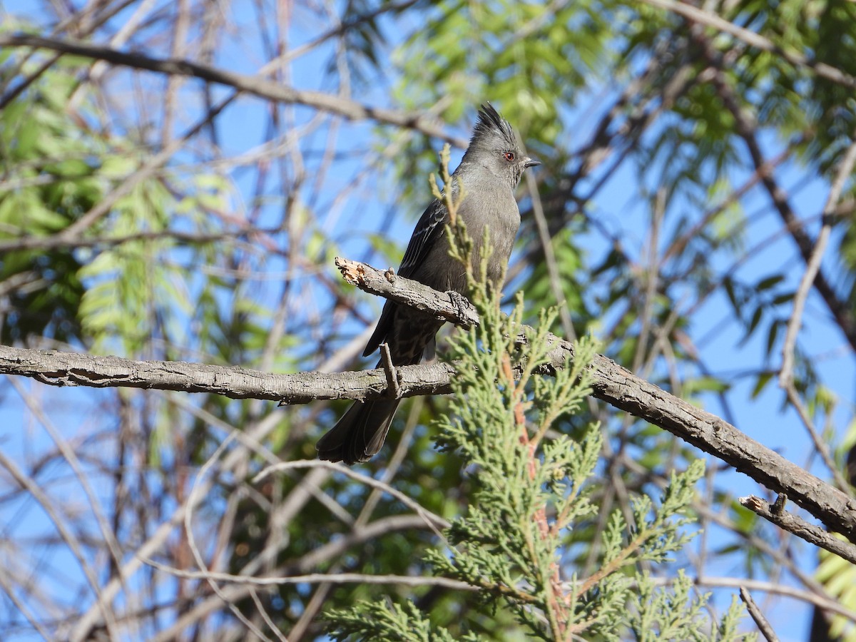 Phainopepla - Aura Orozco (Mexihca-Aves Birding) 🦩
