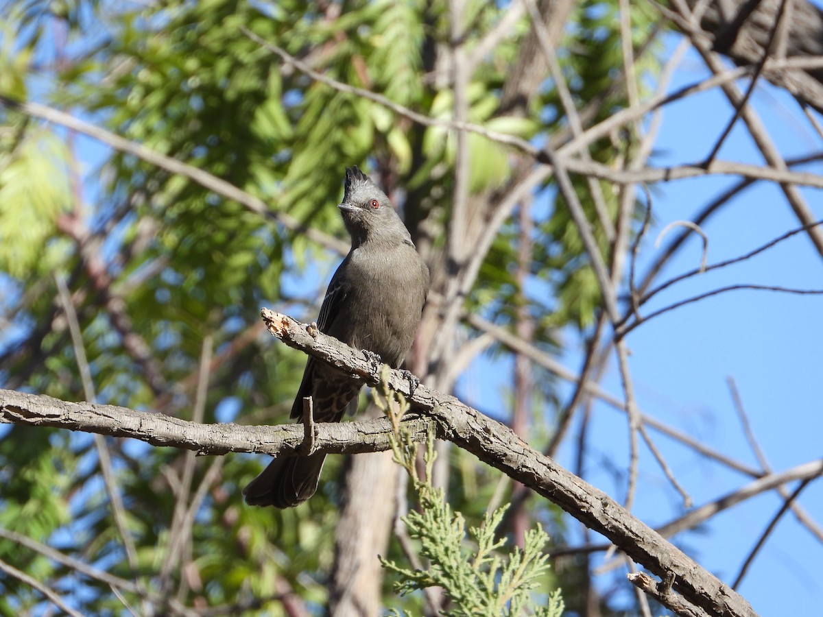 Phainopepla - Aura Orozco (Mexihca-Aves Birding) 🦩
