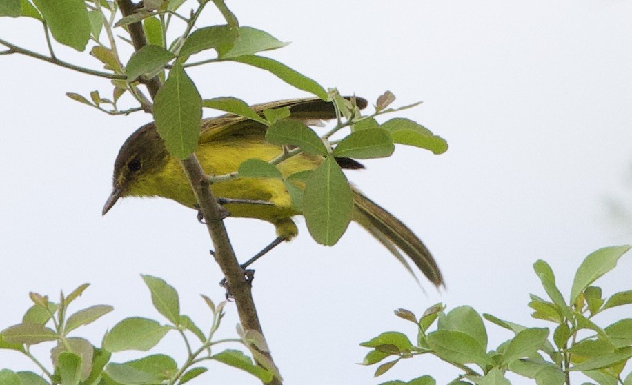 African Yellow-Warbler - ML616395674