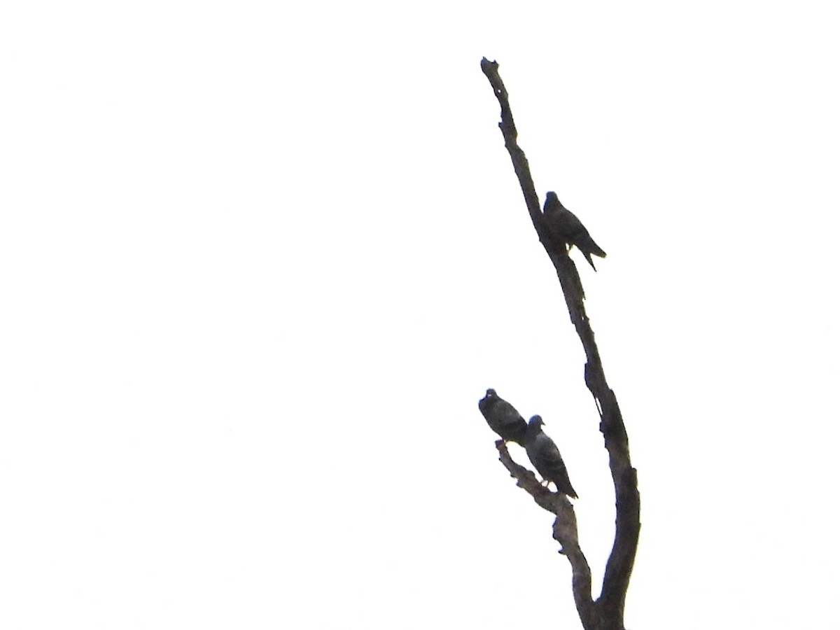 Сизый голубь (Одомашненного типа) - ML616395816
