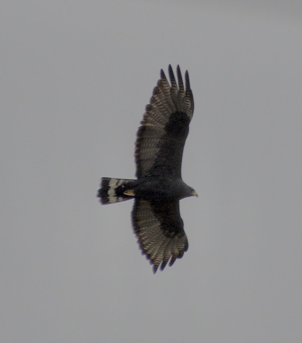 Zone-tailed Hawk - ML616395950